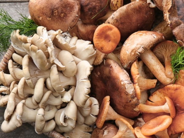Controllo commestibilità dei funghi